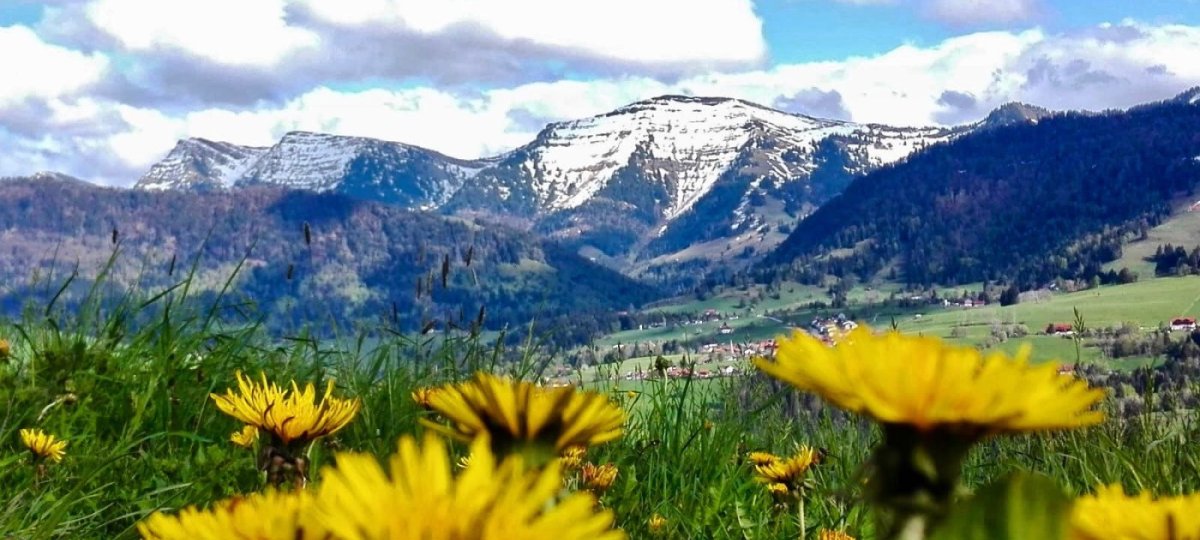 Löwenzahnwiese in Oberstaufen im Allgäu