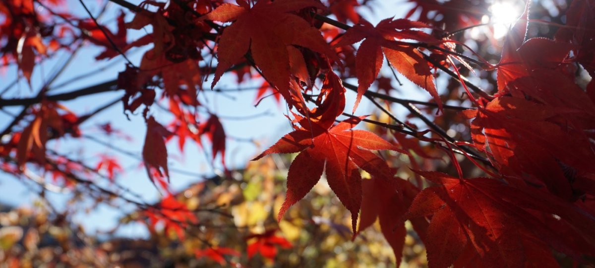 Herbst in Oberstaufen
