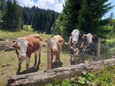 Kühe in der Allgäuer Berglandschaft