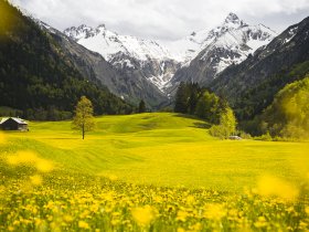Löwenzahn im Trettachtal