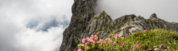 Felsnadel im Nebel