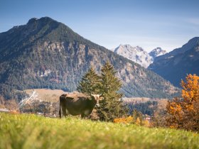 Kuh auf der Herbstweide