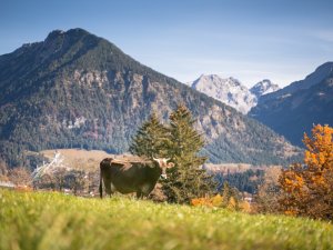 Blick vom herbstlichen Tiefenbach nach Oberstdorf.