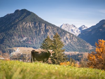 Kuh auf der Herbstweide