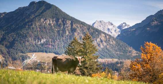 Blick vom herbstlichen Tiefenbach nach Oberstdorf.