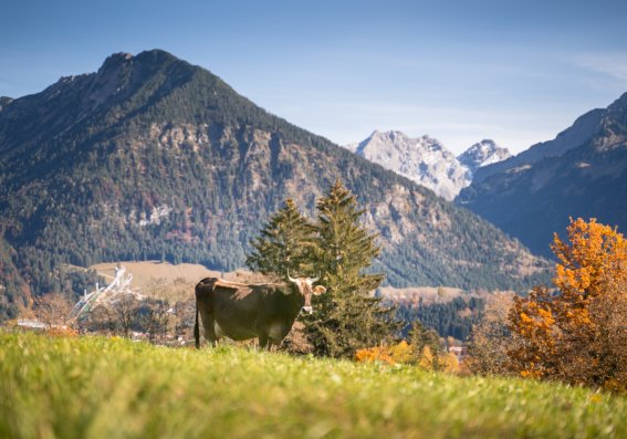 Blick vom herbstlichen Tiefenbach nach Oberstdorf.