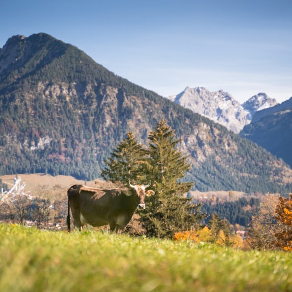 Kuh auf der Herbstweide Blick vom herbstlichen Tiefenbach nach Oberstdorf.