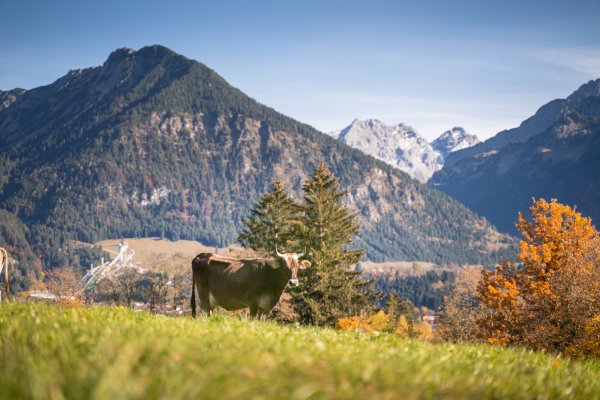 Blick vom herbstlichen Tiefenbach nach Oberstdorf.