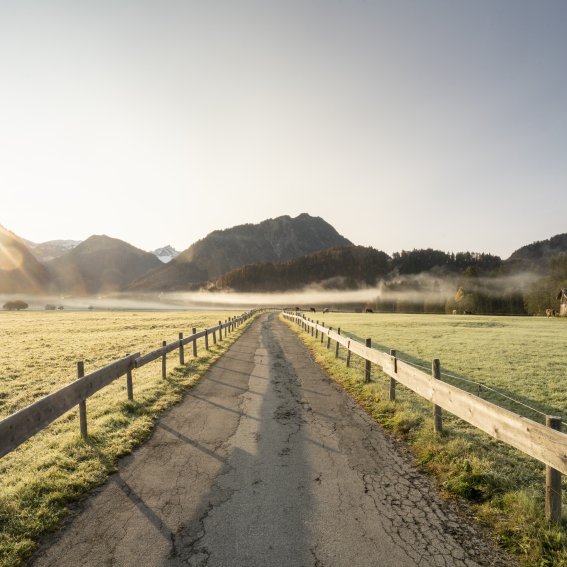 Morgentau auf den Öschwiesen