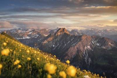 Bergblumenmeer vor der Höfats