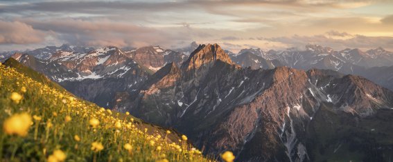 Bergblumenmeer vor der Höfats