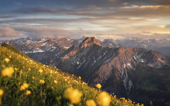 Bergblumenmeer vor der Höfats