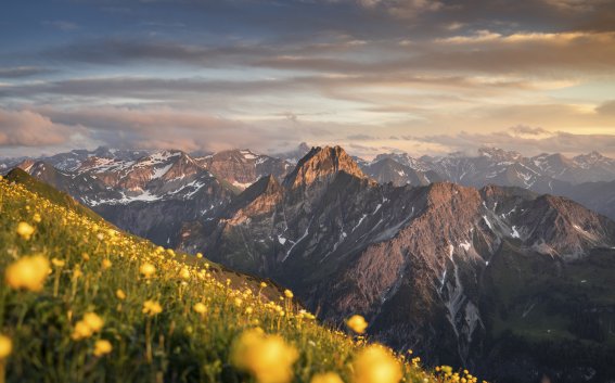 Bergblumenmeer vor der Höfats