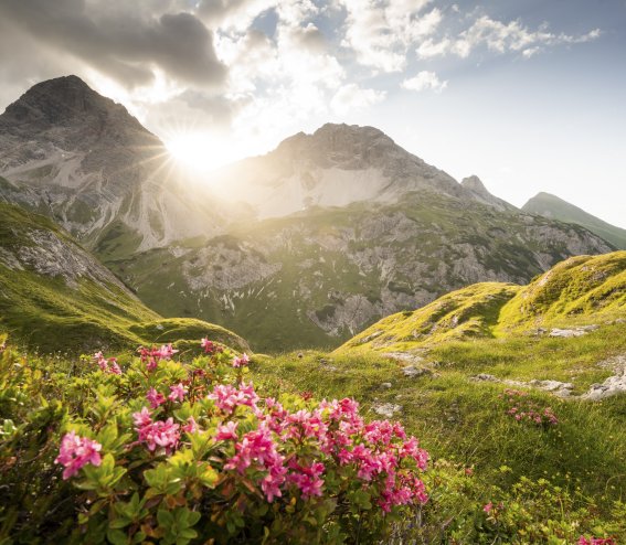 Alpenrosen in den Bergen