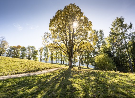 Herbstsonne auf der Hofmannsruh