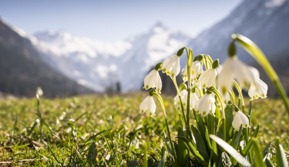 Märzenbecher im Trettachtal