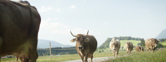 Gassenkühe
