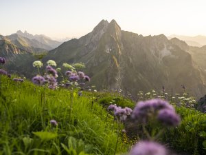 Die Allgäuer Bergwelt in satten Farben