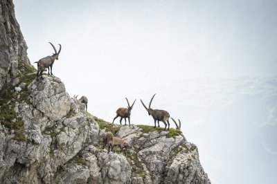 Steinböcke am Fels