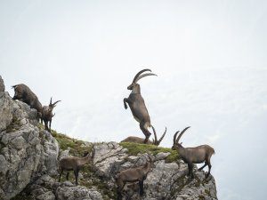 Beim Streit um die Mädels