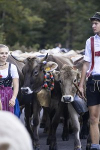 Die Bierenwangalpe auf dem Weg zum Scheidplatz