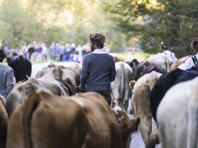 Die Rappenalpe auf dem Weg zum Viehscheidplatz