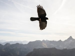 Alpendohle im Flug