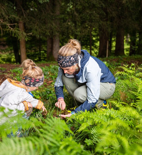 Zwischen Farn und Moos