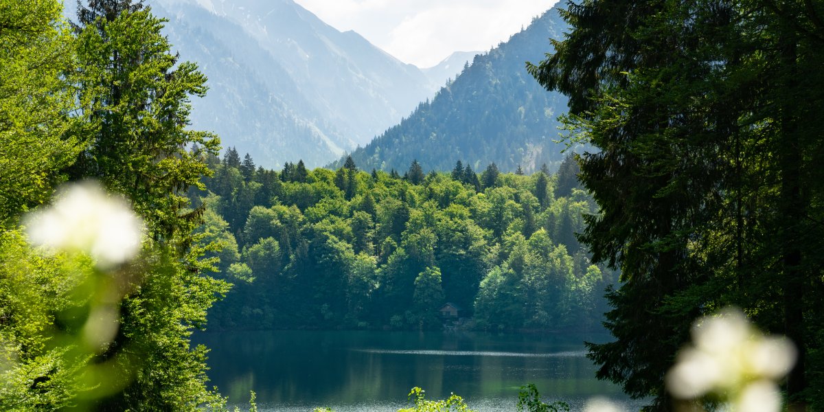 Sommerlicher Freibergsee