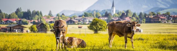 Rinder im Ösch