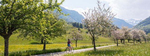 Fahrradfahren auf der Scheibenstraße