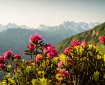 Alpenrosen am Fellhorn