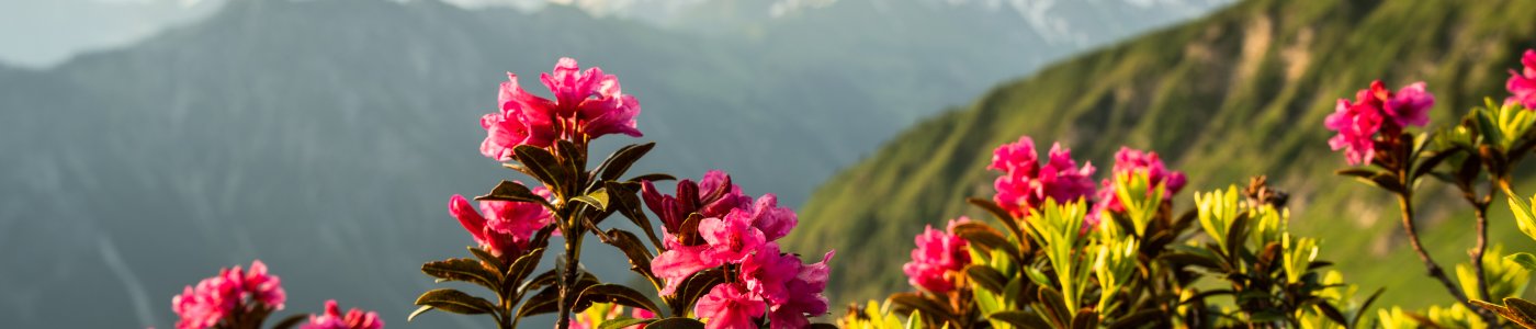 Alpenrosen am Fellhorn