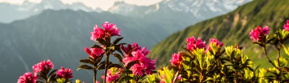 Alpenrosen am Fellhorn