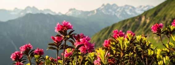 Alpenrosen am Fellhorn