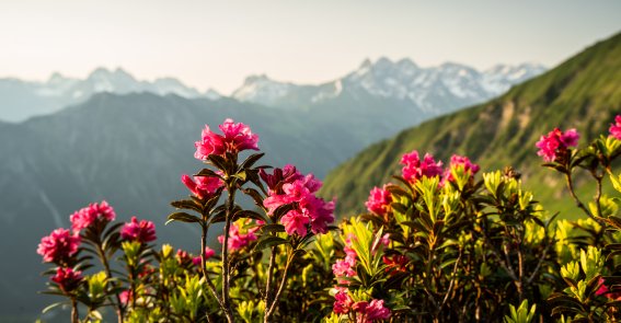 Alpenrosen am Fellhorn