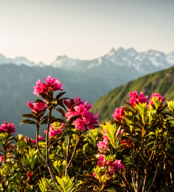 Alpenrosen am Fellhorn
