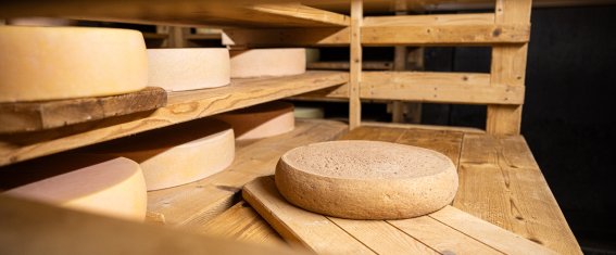 Ein Laib Bergkäse