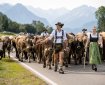 Der Schöllanger Viehscheid