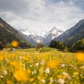 zwischen Hahnenfuß und Löwenzahn