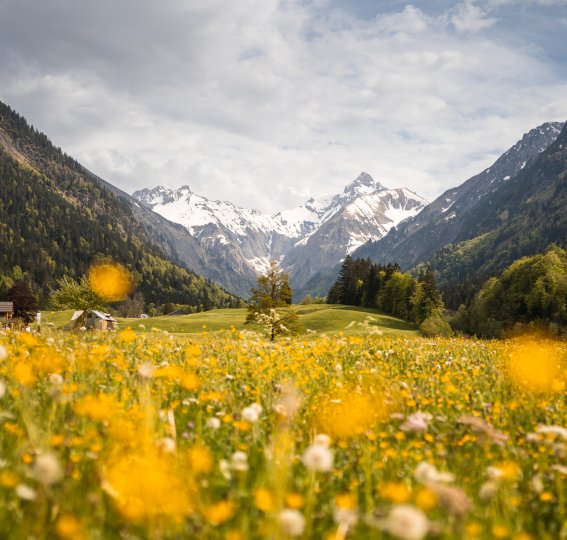 zwischen Hahnenfuß und Löwenzahn