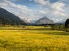 gelbe Wiesen vor dem Himmelschrofen