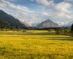 gelbe Wiesen vor dem Himmelschrofen