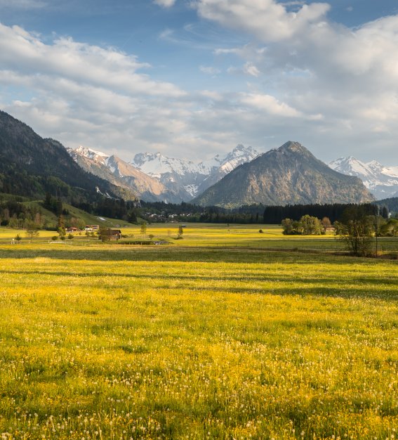 gelbe Wiesen vor dem Himmelschrofen
