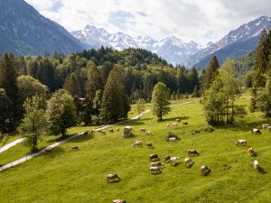 weidende Kühe im Schwand