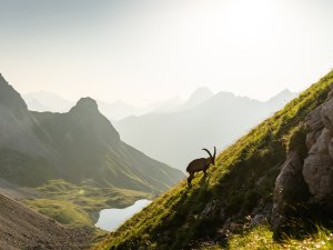 Traumhafte Kulisse des Rappensees