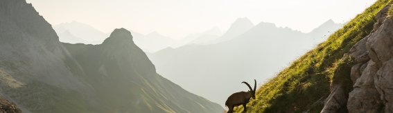 Traumhafte Kulisse des Rappensees