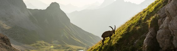 Traumhafte Kulisse des Rappensees