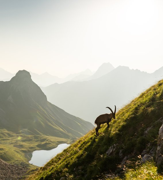 Traumhafte Kulisse des Rappensees