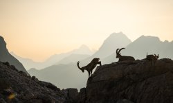 Steinböcke in den Allgäuer Alpen